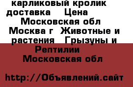 карликовый кролик.   доставка. › Цена ­ 1 000 - Московская обл., Москва г. Животные и растения » Грызуны и Рептилии   . Московская обл.